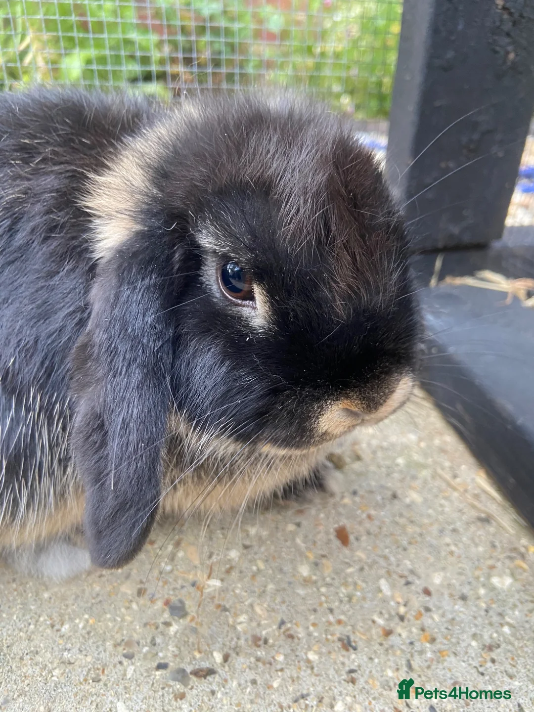 Mini Lop rabbits for sale: 🤎Black otter mini lop female with cage & cover🤎  - Advert 6