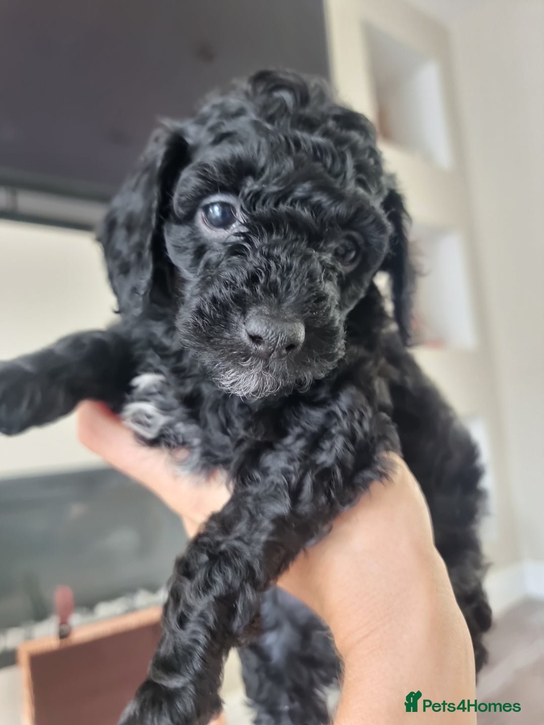 Shihpoo dogs for sale: Shihpoo puppies  - Image 2