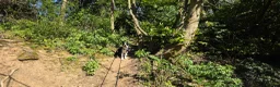 Border Collie dogs for sale: Looking for a Loving Forever Home - Advert 2