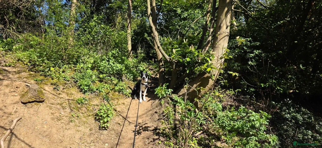 Border Collie dogs for sale: Looking for a Loving Forever Home - Advert 2