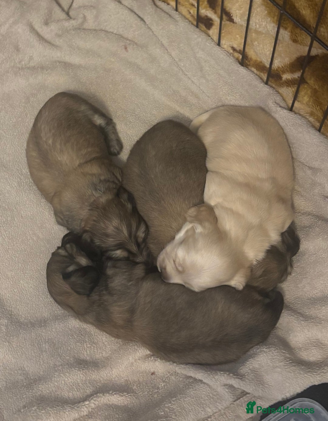 Miniature Dachshund dogs for sale: Gorgeous Long haired dachshund pups  - Advert 4