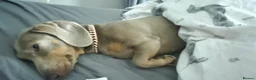 Miniature Dachshund dogs for sale: 2 year old isabella blue & tan smooth coat female - Advert 2