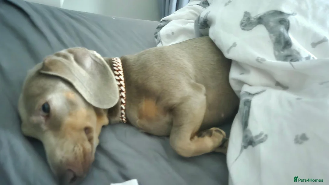 Miniature Dachshund dogs for sale: 2 year old isabella blue & tan smooth coat female - Advert 2