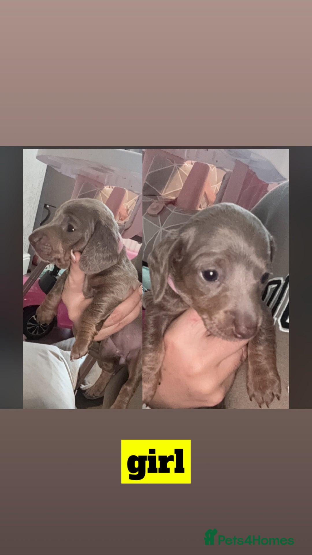 Miniature Dachshund dogs for sale: beautiful miniature Dachshunds  - Image 8