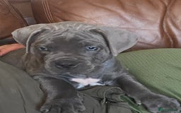 Cane Corso dogs for sale: cane corso puppies  - Image 17