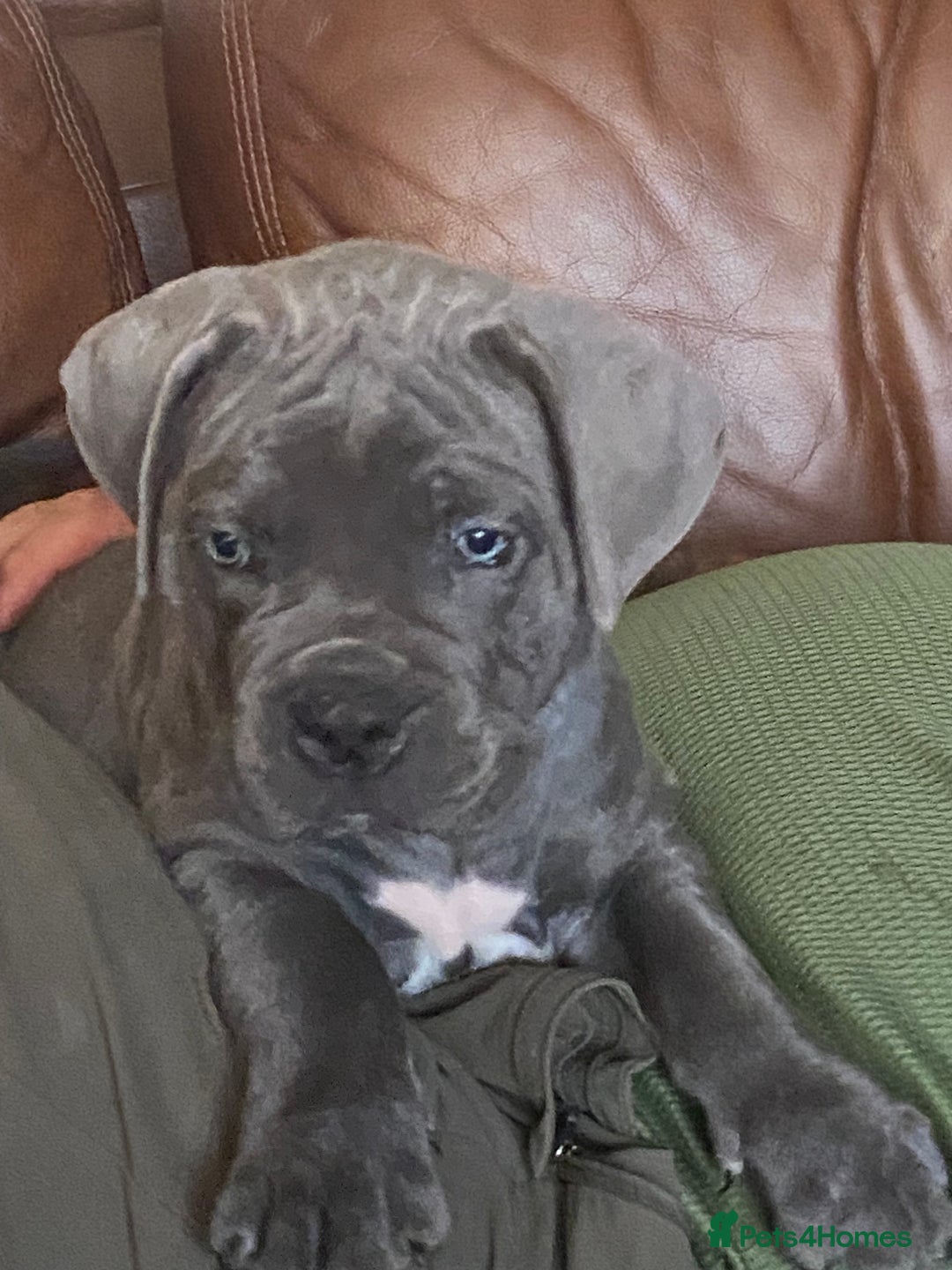 Cane Corso dogs for sale: cane corso puppies  - Image 17