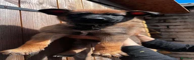 Black collar male
