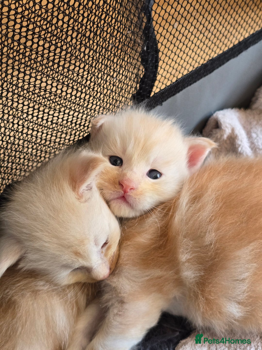 Maine Coon cats for sale: TICA Pedigree Maine Coon Kittens  - Image 10