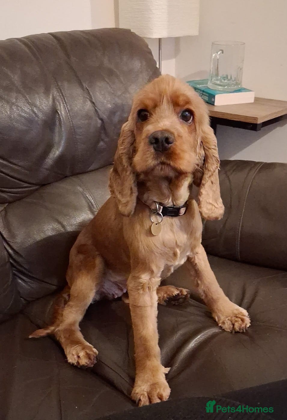 Cocker Spaniel dogs Chicken -  looking for her bestest life  - Advert 4