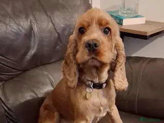 Cocker Spaniel dogs Chicken - looking for her bestest life - Advert 4