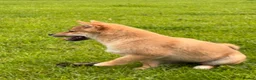 Japanese Shiba Inu dogs for sale: REDUCED Pure bred Shiba Inu Puppies - Advert 6
