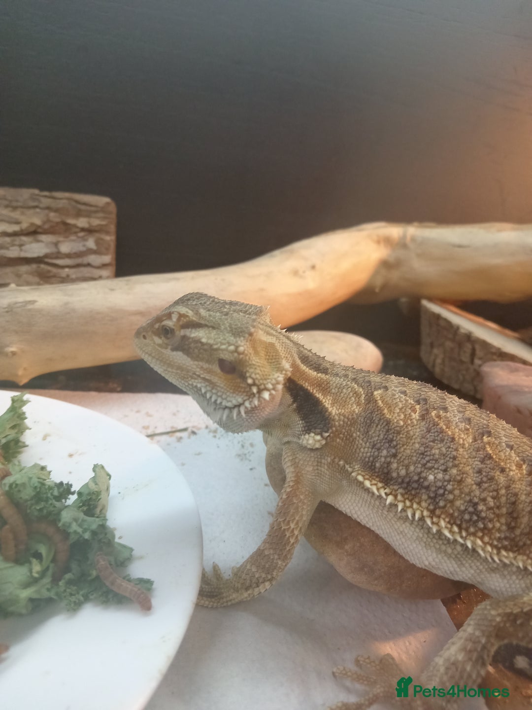 Bearded Dragon reptiles for sale: Rescued baby bearded dragon - Image 7