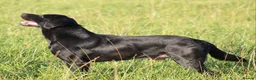 Labrador Retriever dogs for stud: 0/0 Hips and Elbows Black Labrador Stud in Totnes - Advert 3