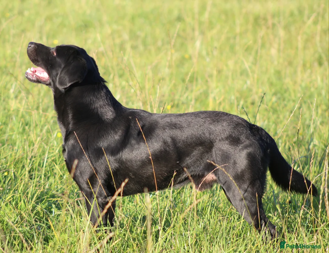 Labrador Retriever dogs for stud: 0/0 Hips and Elbows Black Labrador Stud in Totnes - Advert 3