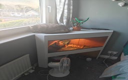 Bearded Dragon reptiles for sale: Bearded dragon and vivarium - Image 2
