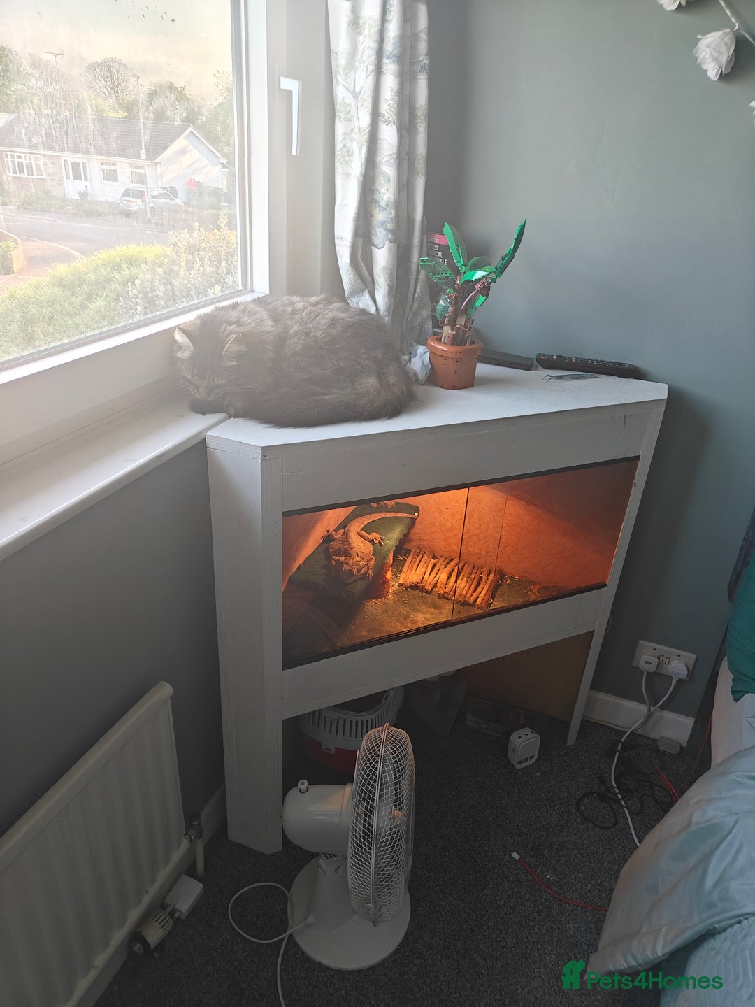 Bearded Dragon reptiles for sale: Bearded dragon and vivarium - Image 2