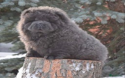 Chow Chow dogs for sale: Stunning kc chow chow  - Advert 21