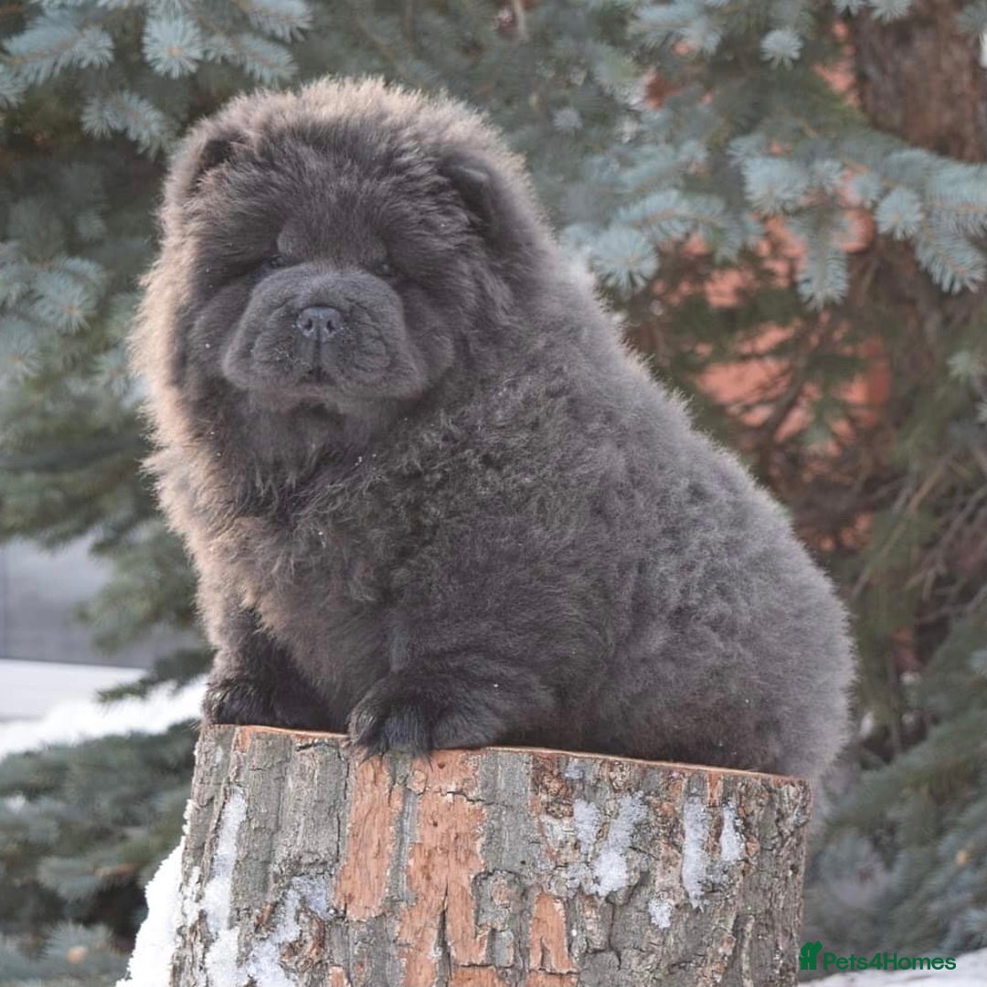 Chow Chow dogs for sale: Stunning kc chow chow  - Advert 21