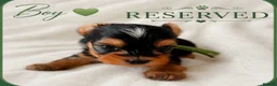 Yorkshire Terrier dogs for sale: 🌺 Only one tiny little girl is still available🌺 - Advert 15