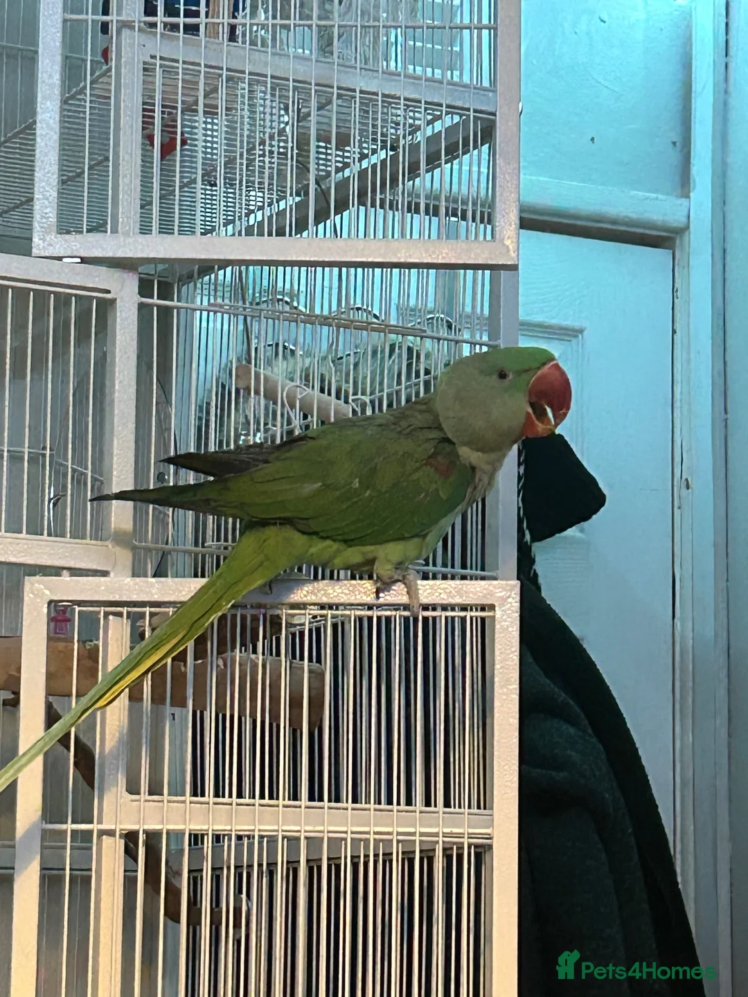 Parrots birds for sale: Ziggy - Alexandrine Parakeet  in Hereford - Advert 2