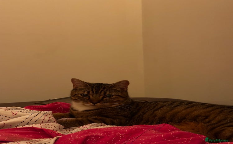 British Shorthair cats - Advert 5