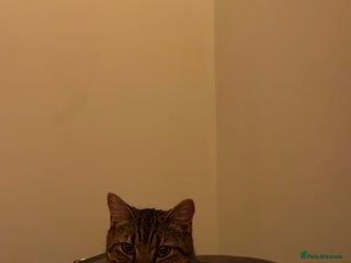 British Shorthair cats for sale - Advert 1