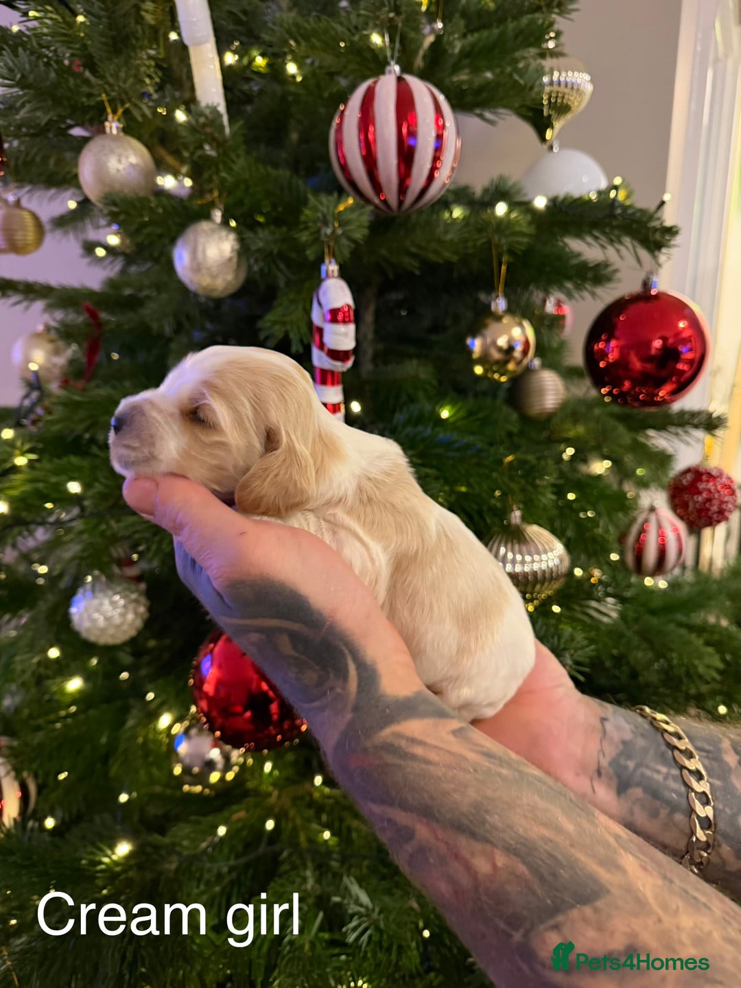 Cocker Spaniel dogs for sale: KC registered show type cocker spaniel  - Advert 9