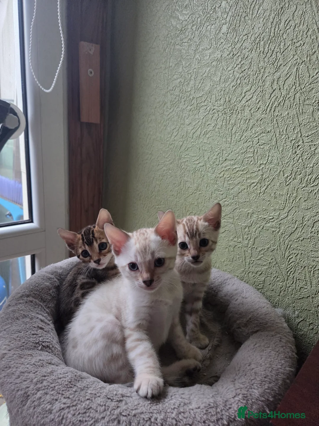 Bengal cats for sale: Beautiful 🐾 5 BENGALPARADISE 🐾 Kittens - Advert 21