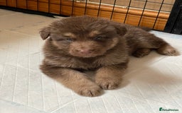 German Shepherd dogs for sale: German Shepherd rare colour pups available  - Image 3