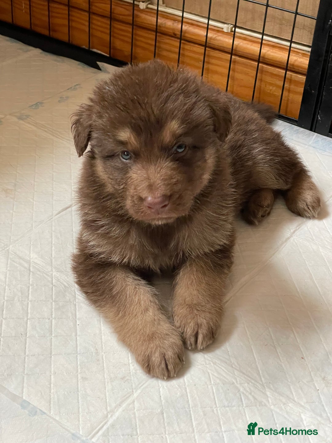 German Shepherd dogs for sale: German Shepherd rare colour pups available  - Image 3