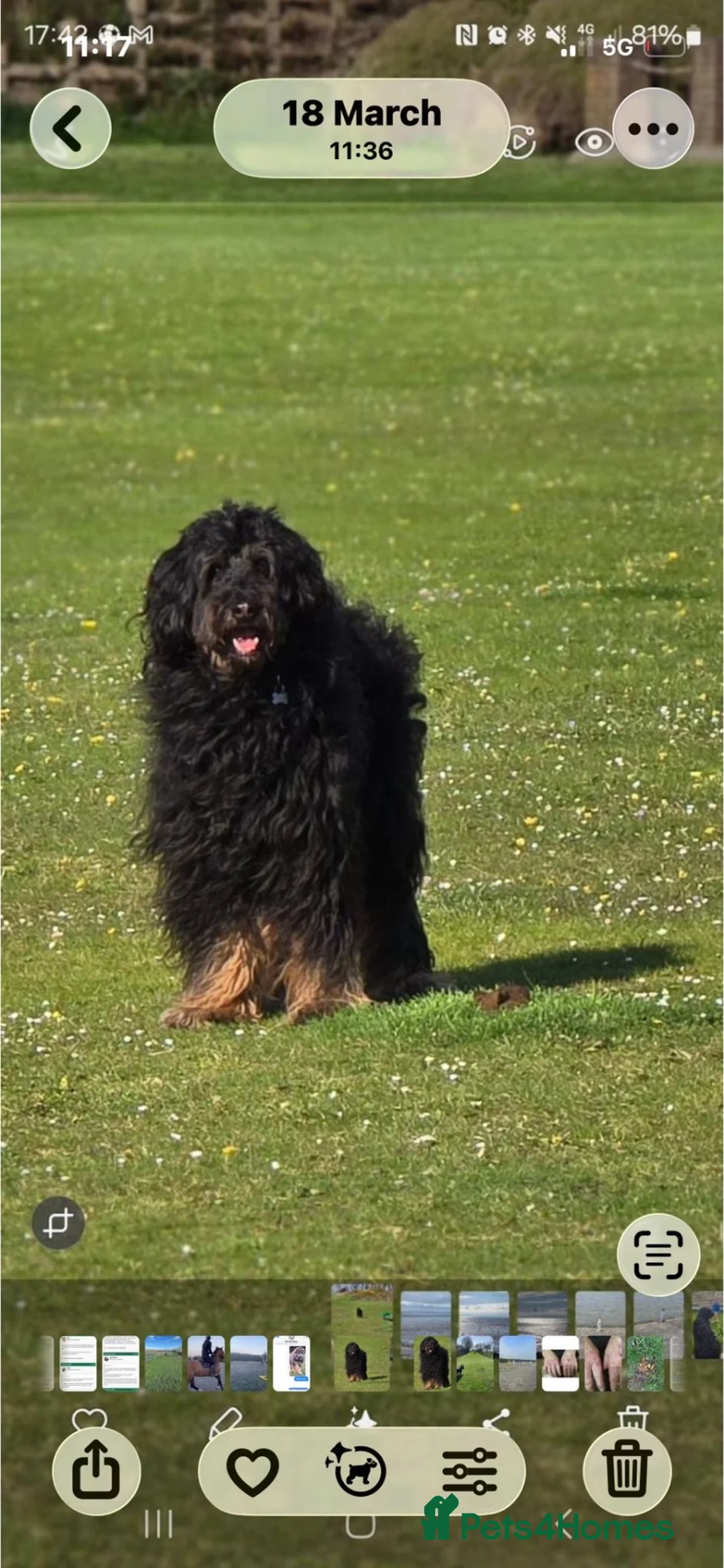 Mixed Breed dogs for sale: Shepadoodles extensively health tested parentage  - Advert 30