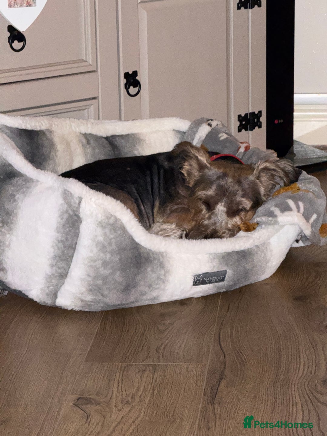 Yorkshire Terrier dogs for sale: Yorkshire terrier  - Image 1
