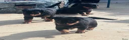 Rottweiler dogs for sale: ELITE KC REGISTERED GERMAN ROTTWEILER PUPPIES  - Advert 20