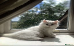 Persian cats for sale: Persian female kitten Lily  - Image 1