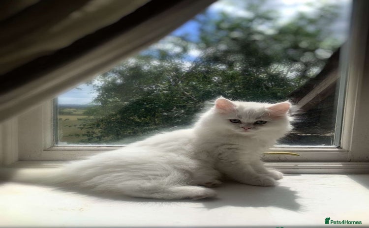 Persian cats - Advert 1