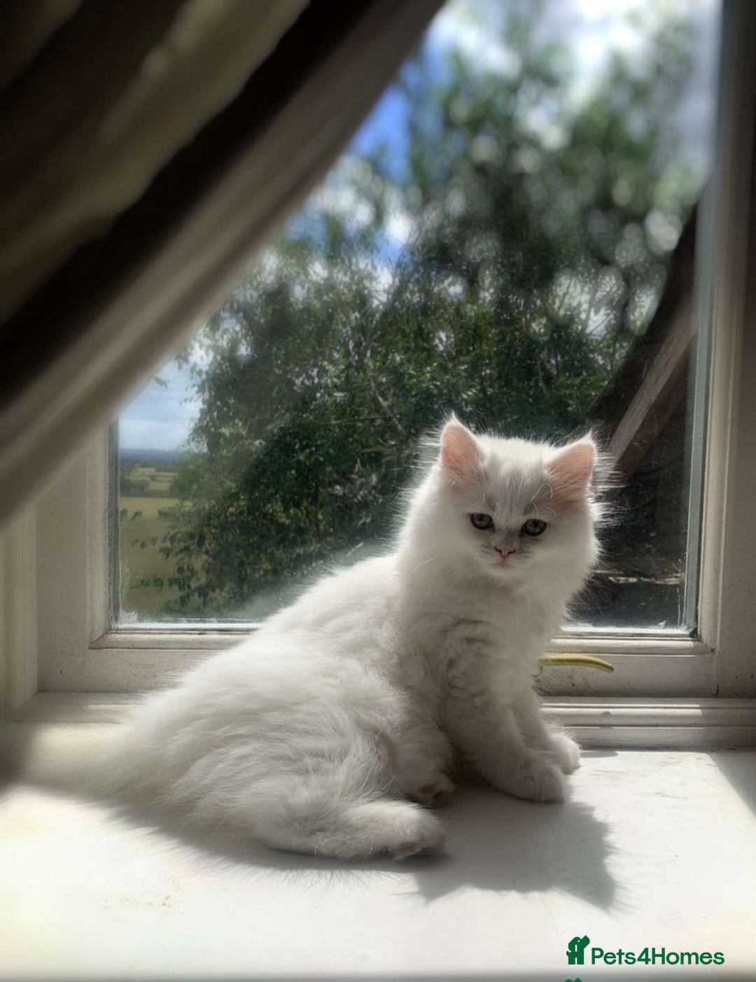 Persian cats for sale: Persian female kitten Lily  - Image 1