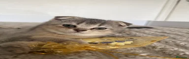 Scottish Fold 1