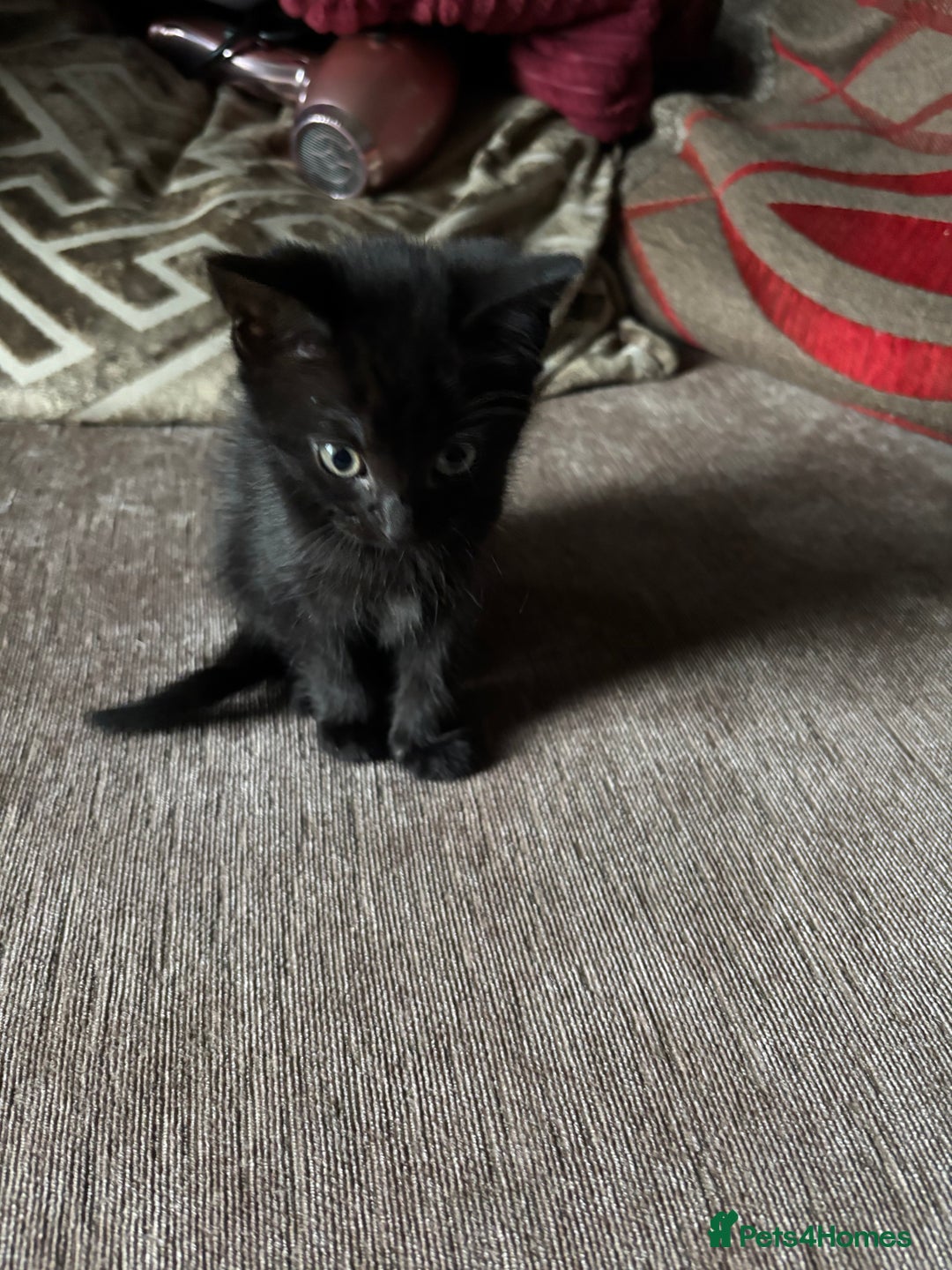 Mixed Breed cats for sale: Kittens for sale  - Image 24