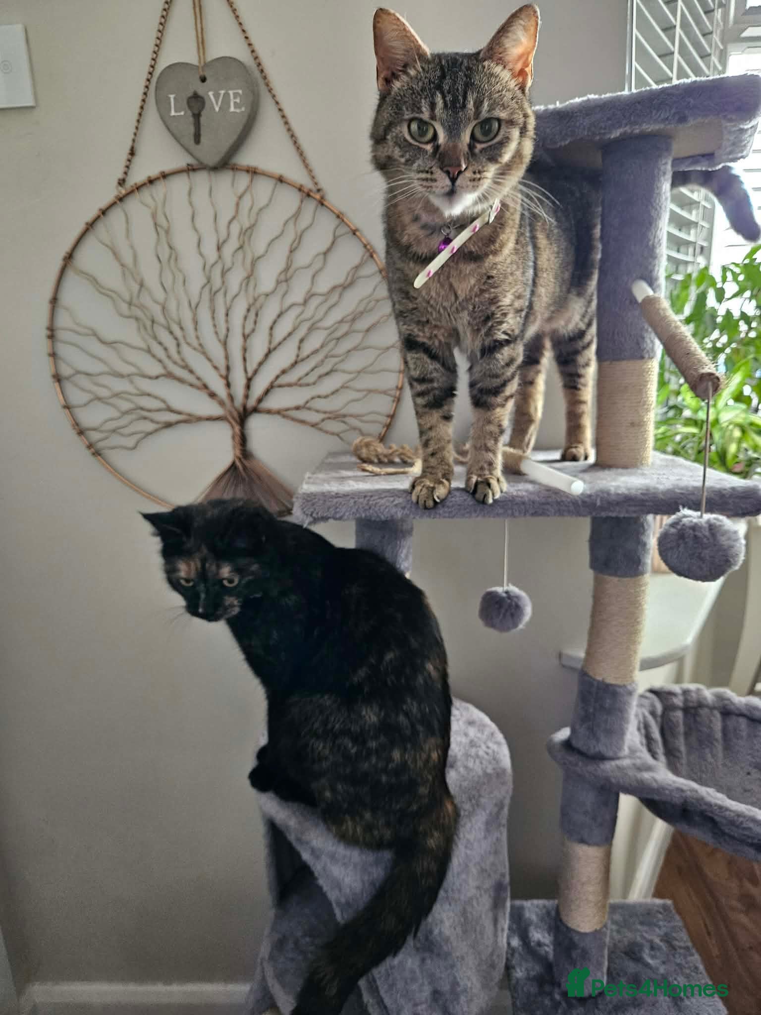 Mixed Breed cats Cats looking for loving home! - Advert 2