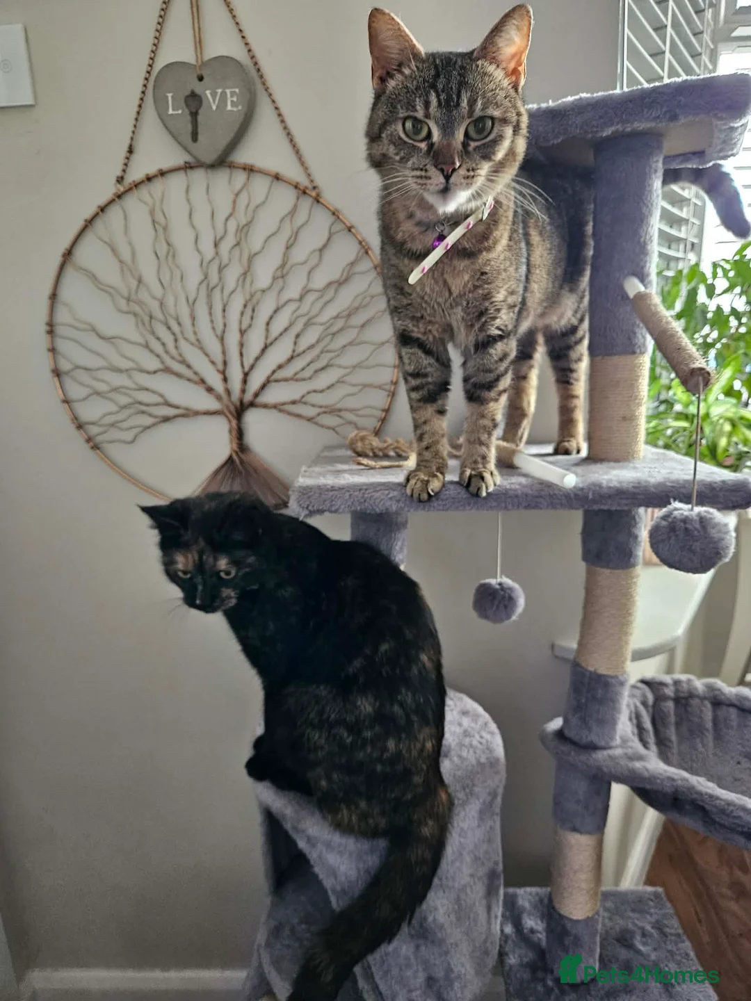 Mixed Breed cats for sale: Cats looking for loving home! - Advert 1