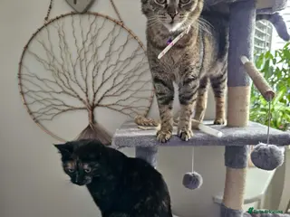 Mixed Breed cats Cats looking for loving home! - Advert 2