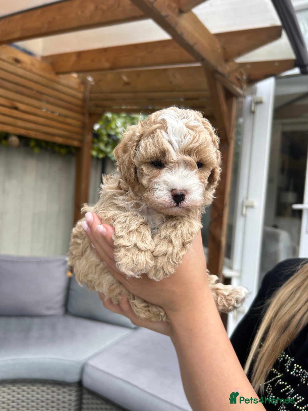 Cavapoochon dogs for sale: 5* Gorgeous F1b Cavapoochons - Image 9
