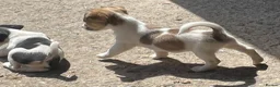 Jack Russell dogs for sale: READY NOW  JR pups  - Advert 5