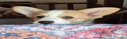 Welsh Corgi Pembroke dogs for sale: KC Registered Welsh Corgi Pembroke puppies in Horsham - Advert 2