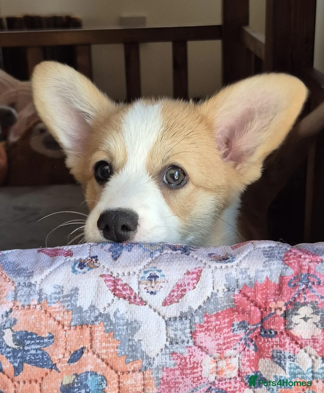 Welsh Corgi Pembroke dogs for sale: KC Registered Welsh Corgi Pembroke puppies in Horsham - Advert 2