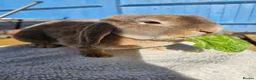 Mini Lop rabbits for sale: Blue Fox Mini Plush Lop Buck - Advert 4