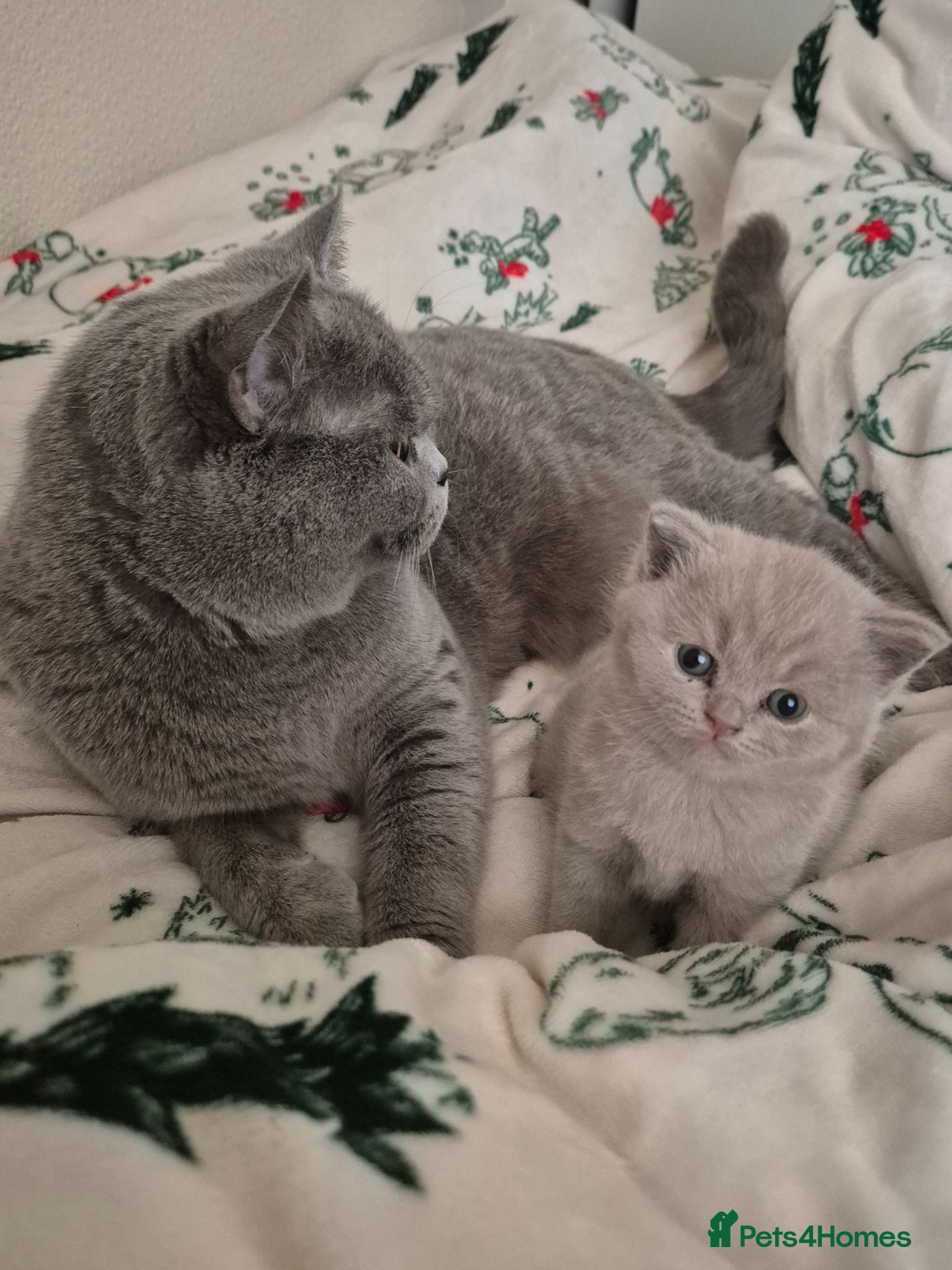 British Shorthair cats Cute, Lilac BSH boy for new home  - Advert 16