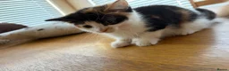 Mixed Breed cats for sale: Beautiful kittens for sale !! in Girvan - Advert 4