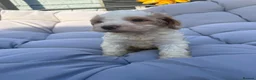 Mixed Breed dogs for sale: Cockatzu in Rowley Regis - Advert 13