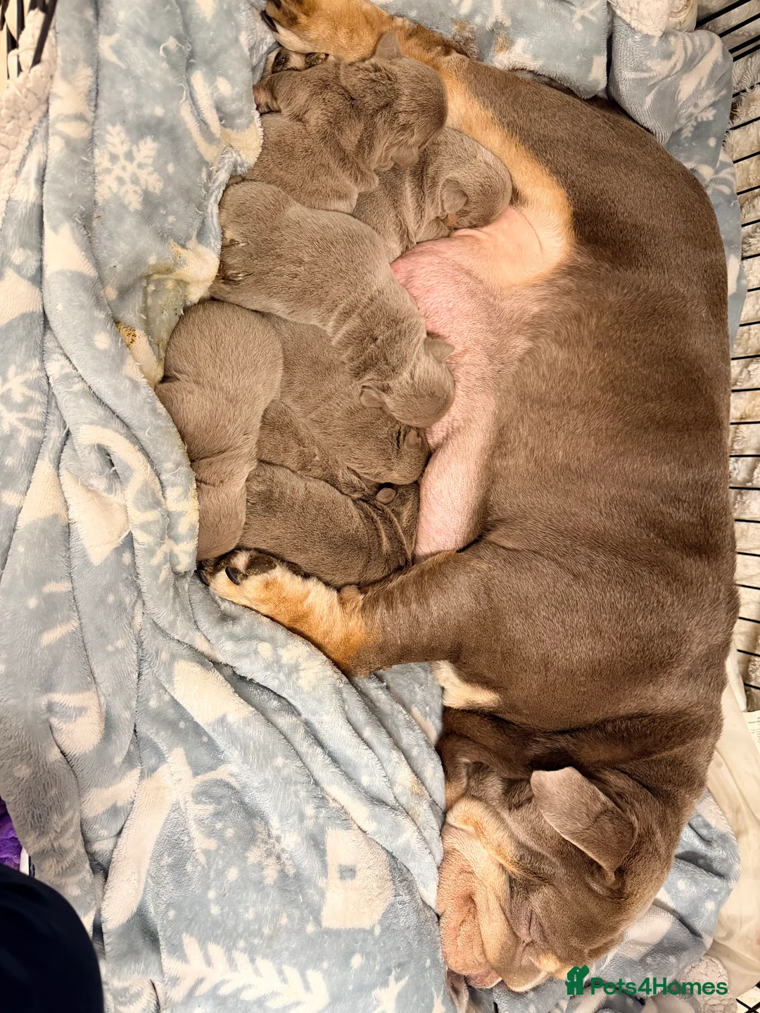 English Bulldog dogs for sale: Stunning kc English bulldog puppies, Ready now!!! - Advert 3
